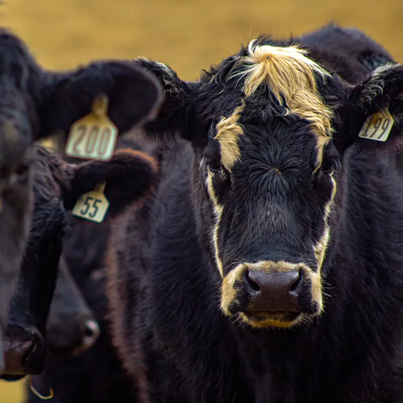 Two cattle with numbered ear tags looking straight at the camera