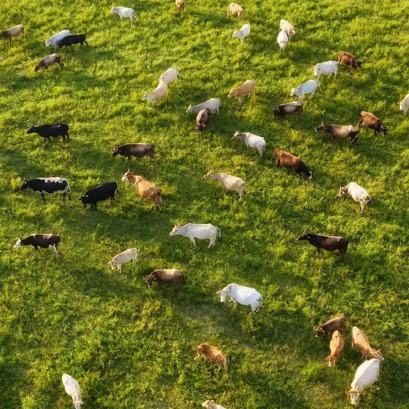 Cattle grazing spread across a green pasture, seen from above in late afternoon light