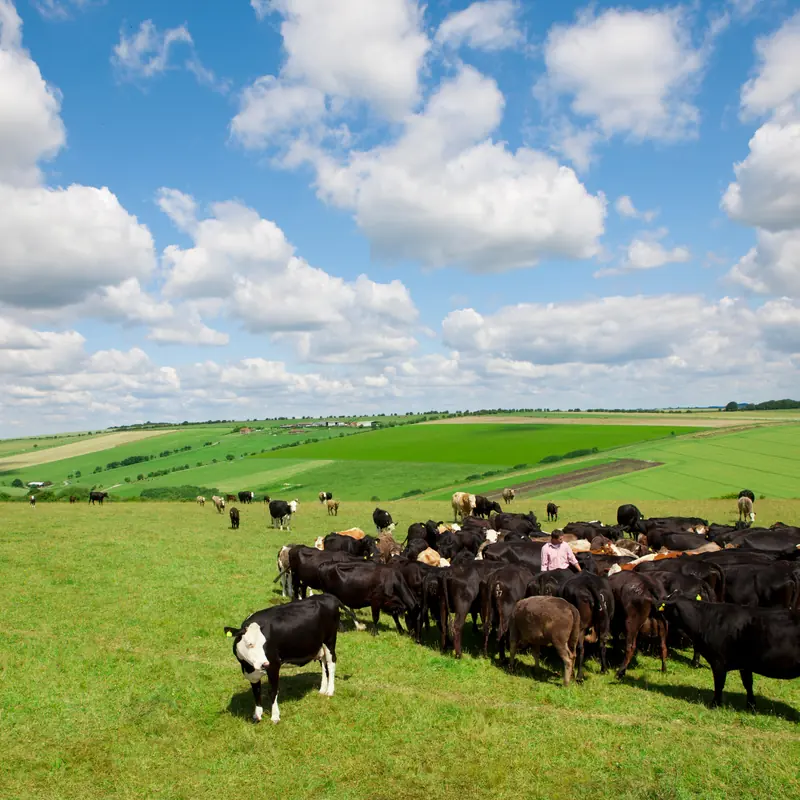 A farmer standing among a herd of cattle on rolling pasture under a cloudy blue sky