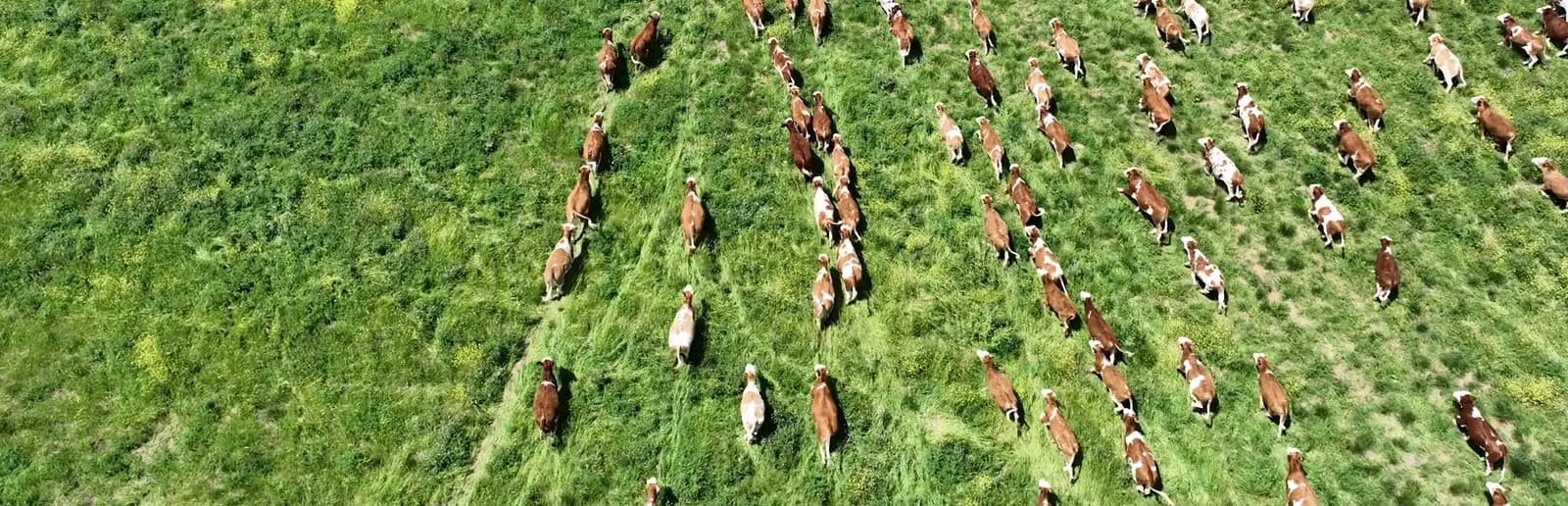 Overhead view of a cattle herd moving across sunlit pasture