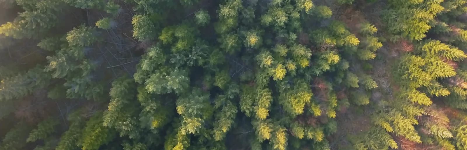Overhead view of a conifer forest in low sunlight