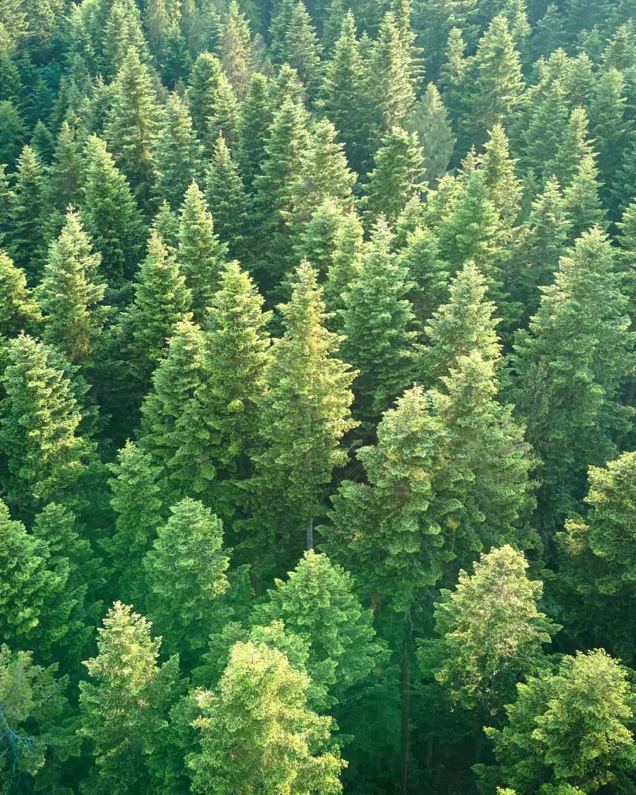 Vista aérea de un bosque cerrado de pinos y abetos